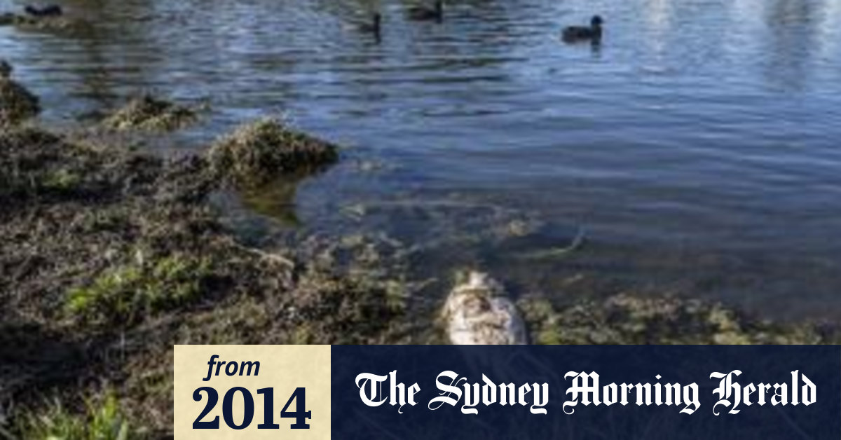 Mystery remains over Murray cod deaths